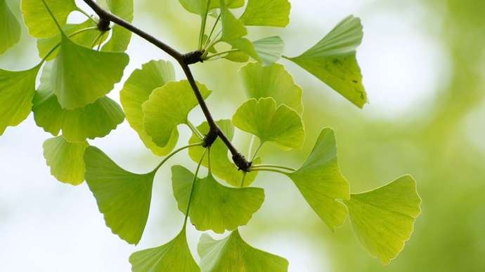 Ginko leaves