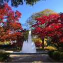 Herty Field